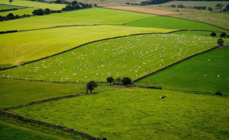 Lavouras e campos do agronegócio brasileiro.